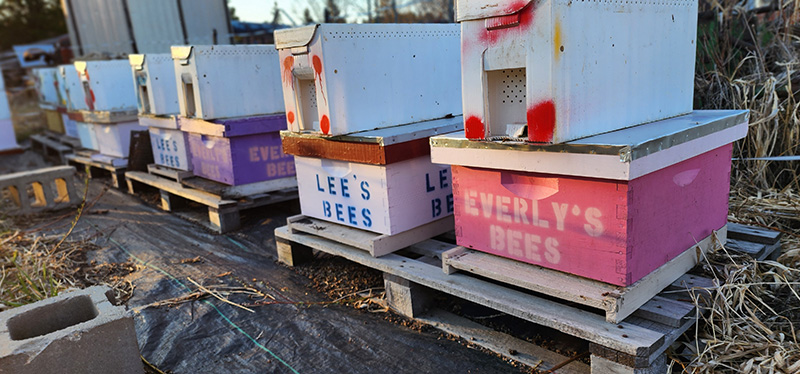 lone-rock-farms-lees-everlys-bees-boxes