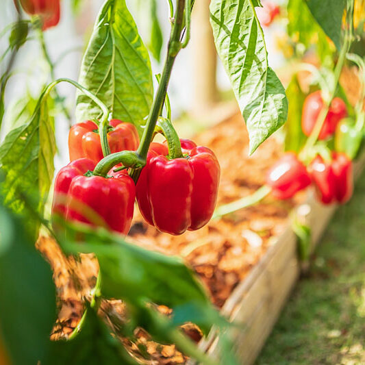 Red bell pepper plant growing in organic garden Red bell pepper plant growing in organic garden