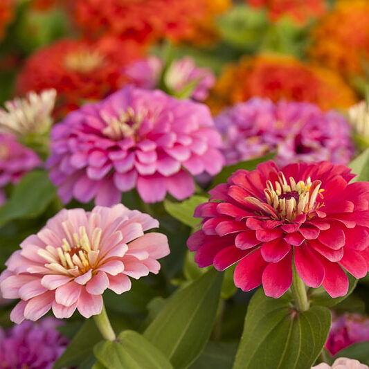 Assortment of pink-shaded zinnias in a flower patch Colorful zinnias in the garden.