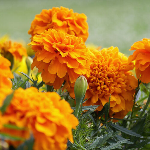 Closeup of orange marigold flowers and foliage Closeup of orange marigold flowers and foliage