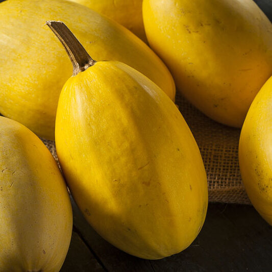 Raw Organic Yellow Spaghetti Squash Raw Organic Yellow Spaghetti Squash