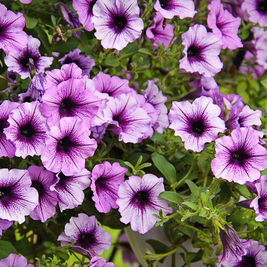 Vivid purple petunia flowers in summer garden Vivid purple petunia flowers in summer garden